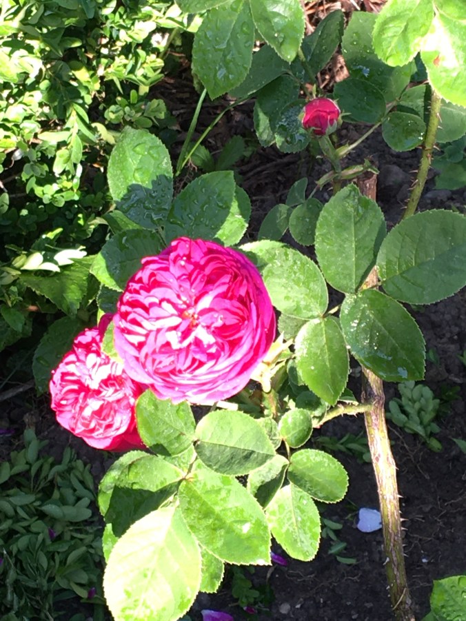 A7BD2799-4227-4EDF-AC98-3D2F4E489AE1